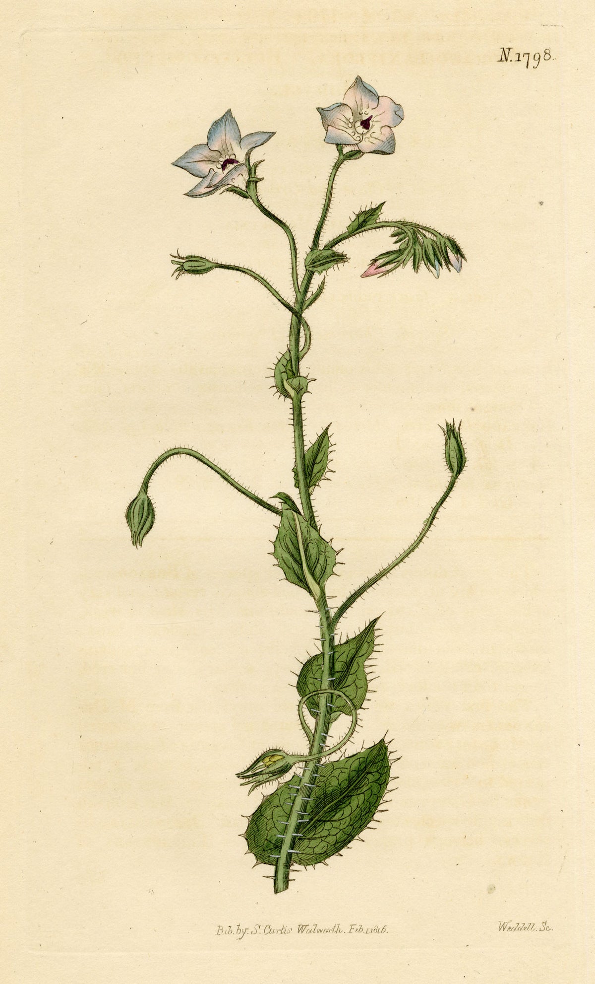 Curtis's Botanical Magazine, Bell-flowered Borage (Borago laxiflora) – 1816 Hand-coloured engraving