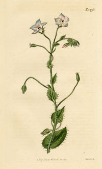 Curtis's Botanical Magazine, Bell-flowered Borage (Borago laxiflora) – 1816 Hand-coloured engraving
