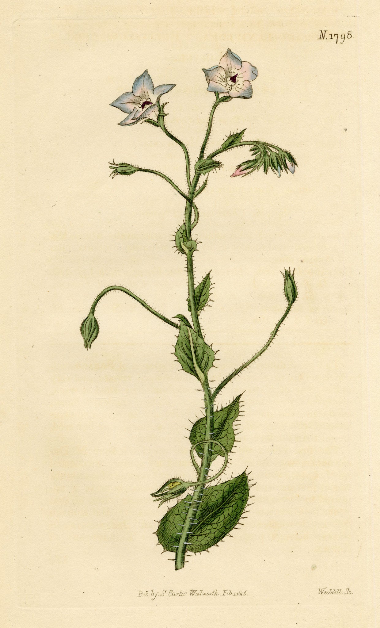 Curtis's Botanical Magazine, Bell-flowered Borage (Borago laxiflora) – 1816 Hand-coloured engraving