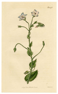 Curtis's Botanical Magazine, Bell-flowered Borage (Borago laxiflora) – 1816 Hand-coloured engraving