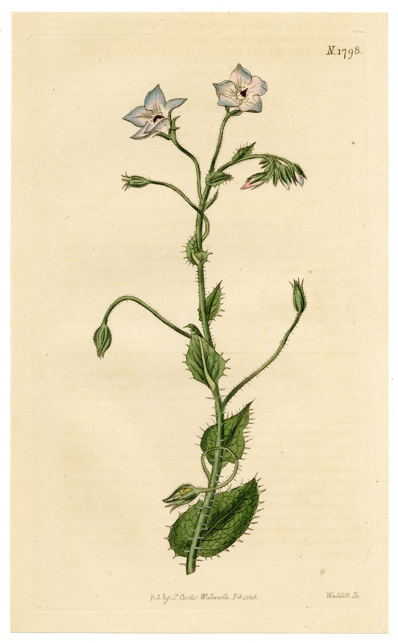 Curtis's Botanical Magazine, Bell-flowered Borage (Borago laxiflora) – 1816 Hand-coloured engraving