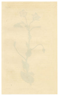 Curtis's Botanical Magazine, Bell-flowered Borage (Borago laxiflora) – 1816 Hand-coloured engraving