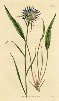 Curtis's Botanical Magazine, Scheuchzer's Rampion (Phyteuma scheuchzeri) – 1816 Hand-coloured engraving