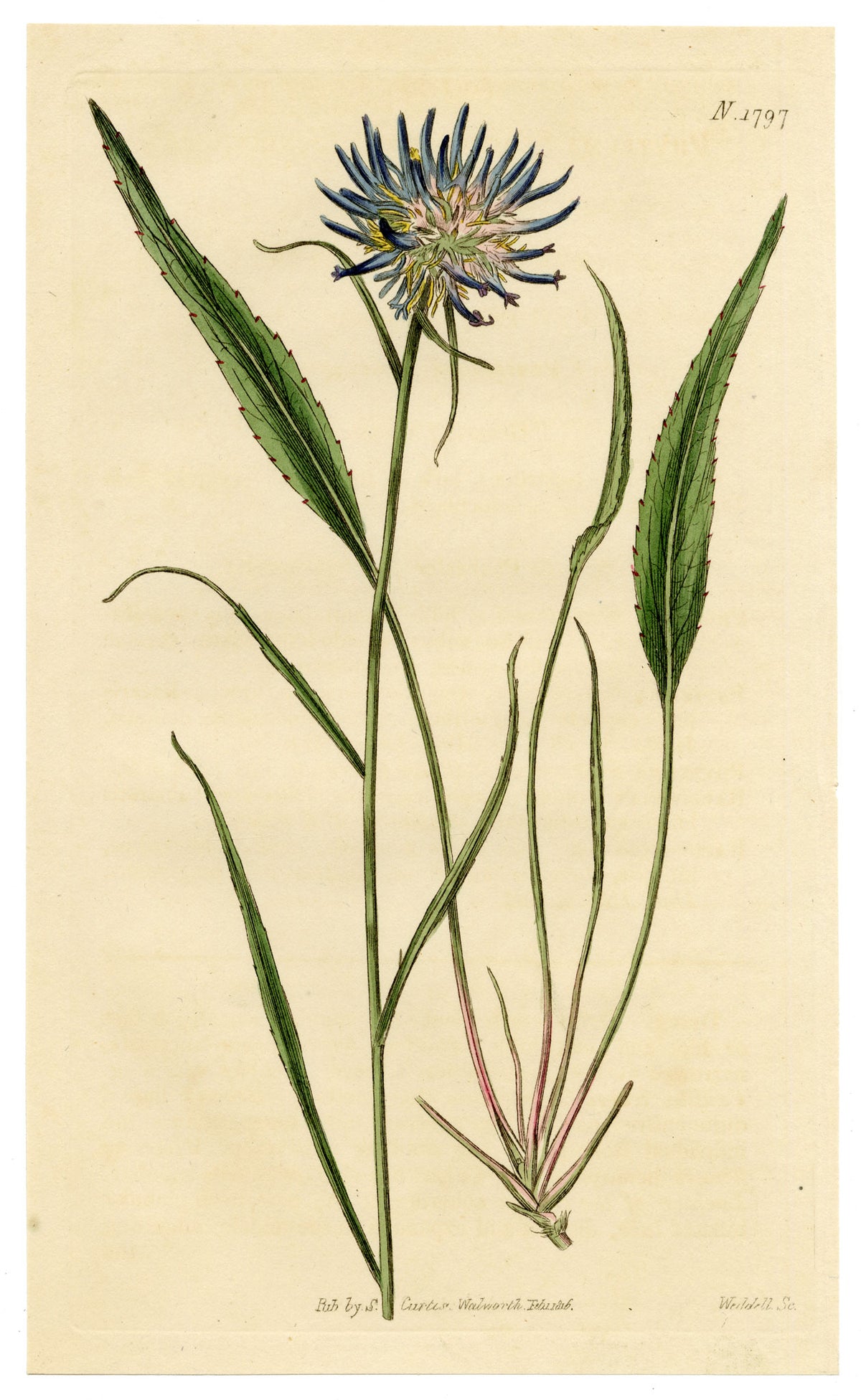 Curtis's Botanical Magazine, Scheuchzer's Rampion (Phyteuma scheuchzeri) – 1816 Hand-coloured engraving