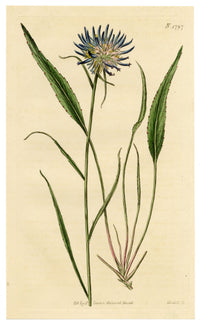 Curtis's Botanical Magazine, Scheuchzer's Rampion (Phyteuma scheuchzeri) – 1816 Hand-coloured engraving