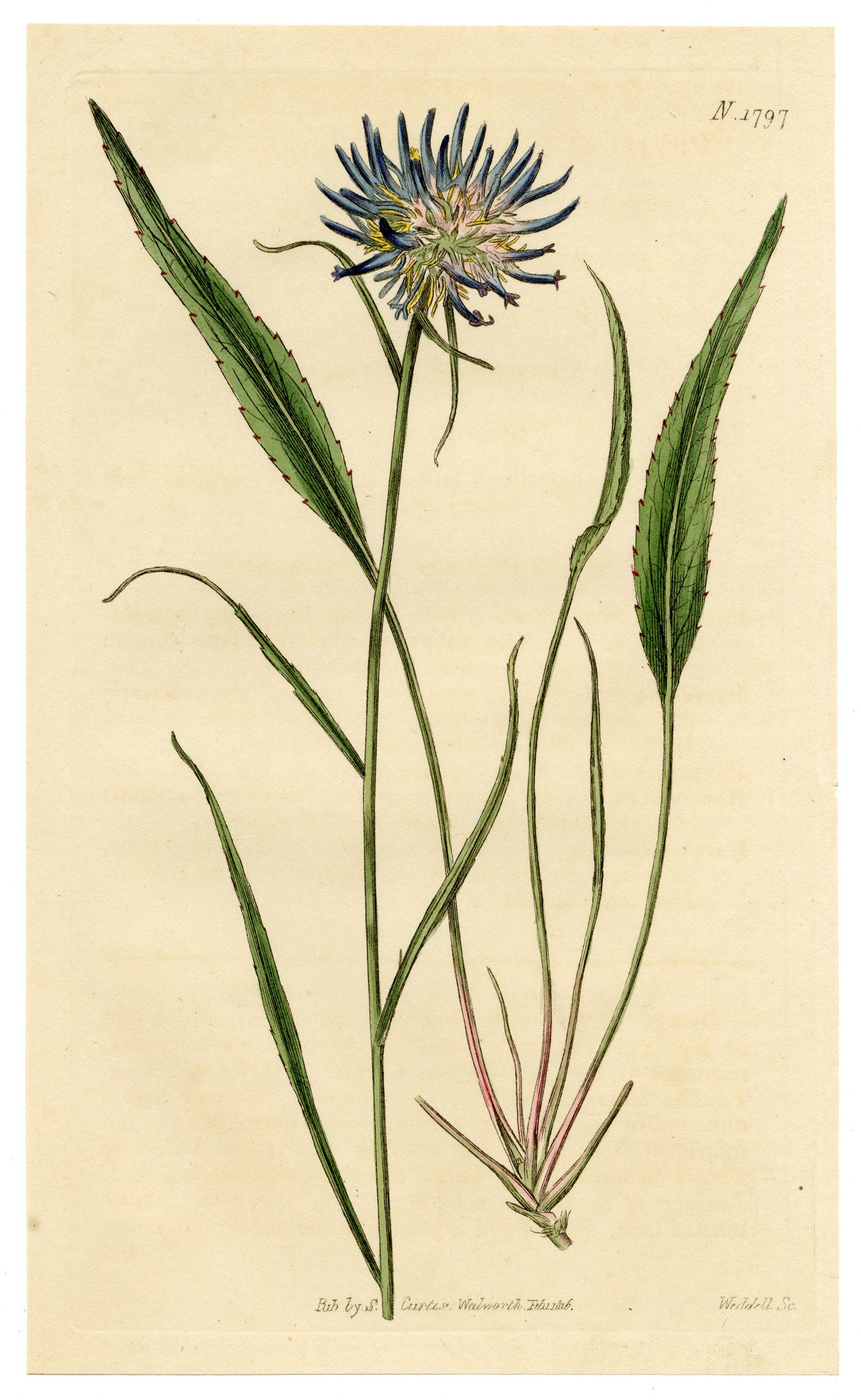 Curtis's Botanical Magazine, Scheuchzer's Rampion (Phyteuma scheuchzeri) – 1816 Hand-coloured engraving