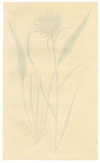 Curtis's Botanical Magazine, Scheuchzer's Rampion (Phyteuma scheuchzeri) – 1816 Hand-coloured engraving