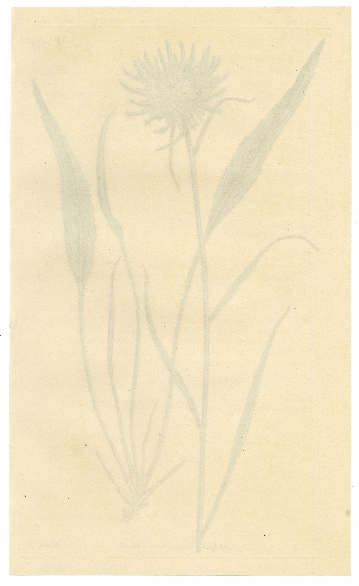 Curtis's Botanical Magazine, Scheuchzer's Rampion (Phyteuma scheuchzeri) – 1816 Hand-coloured engraving