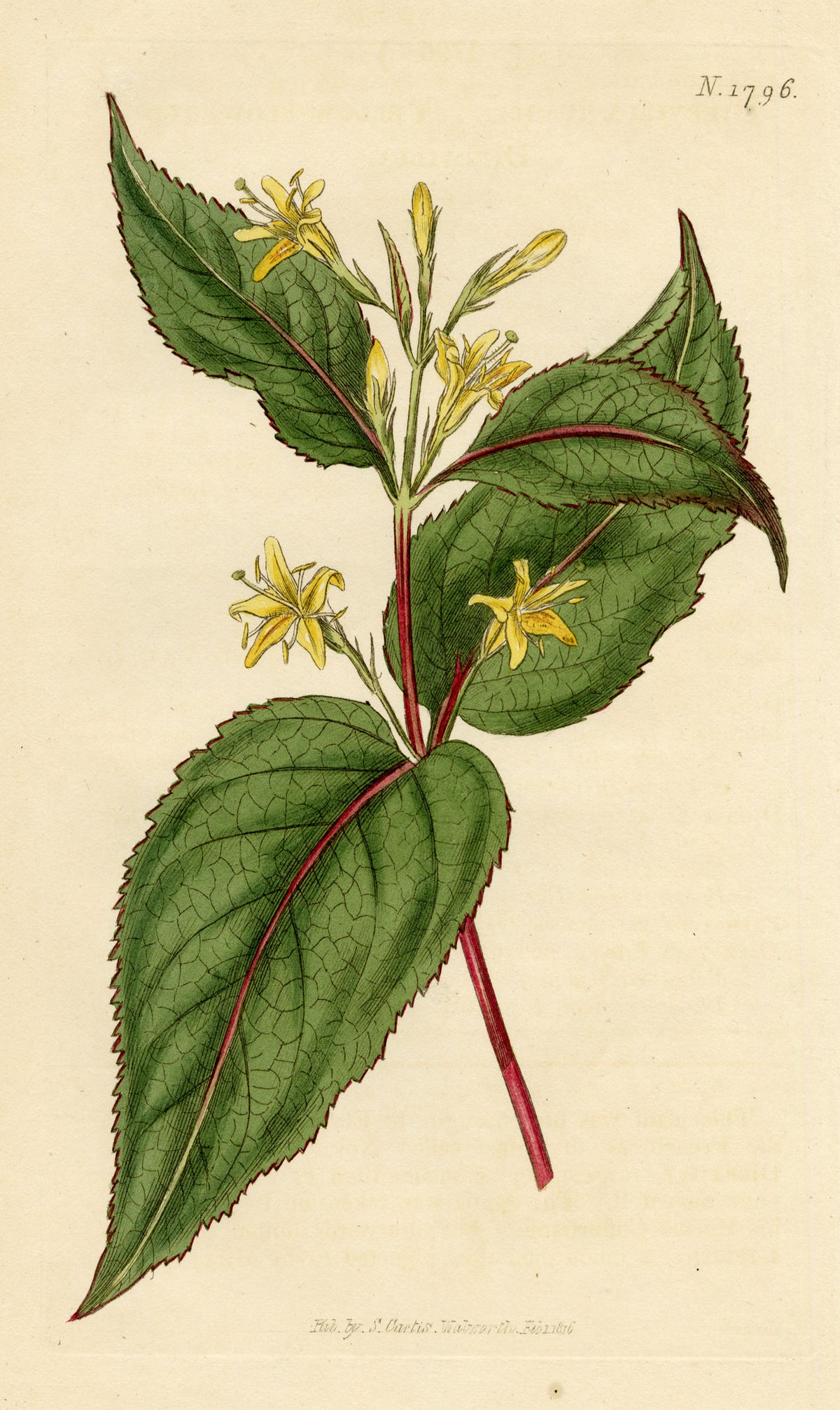 Curtis's Botanical Magazine, Yellow-flowered Diervilla (Diervilla humilis) – 1816 Hand-coloured engraving