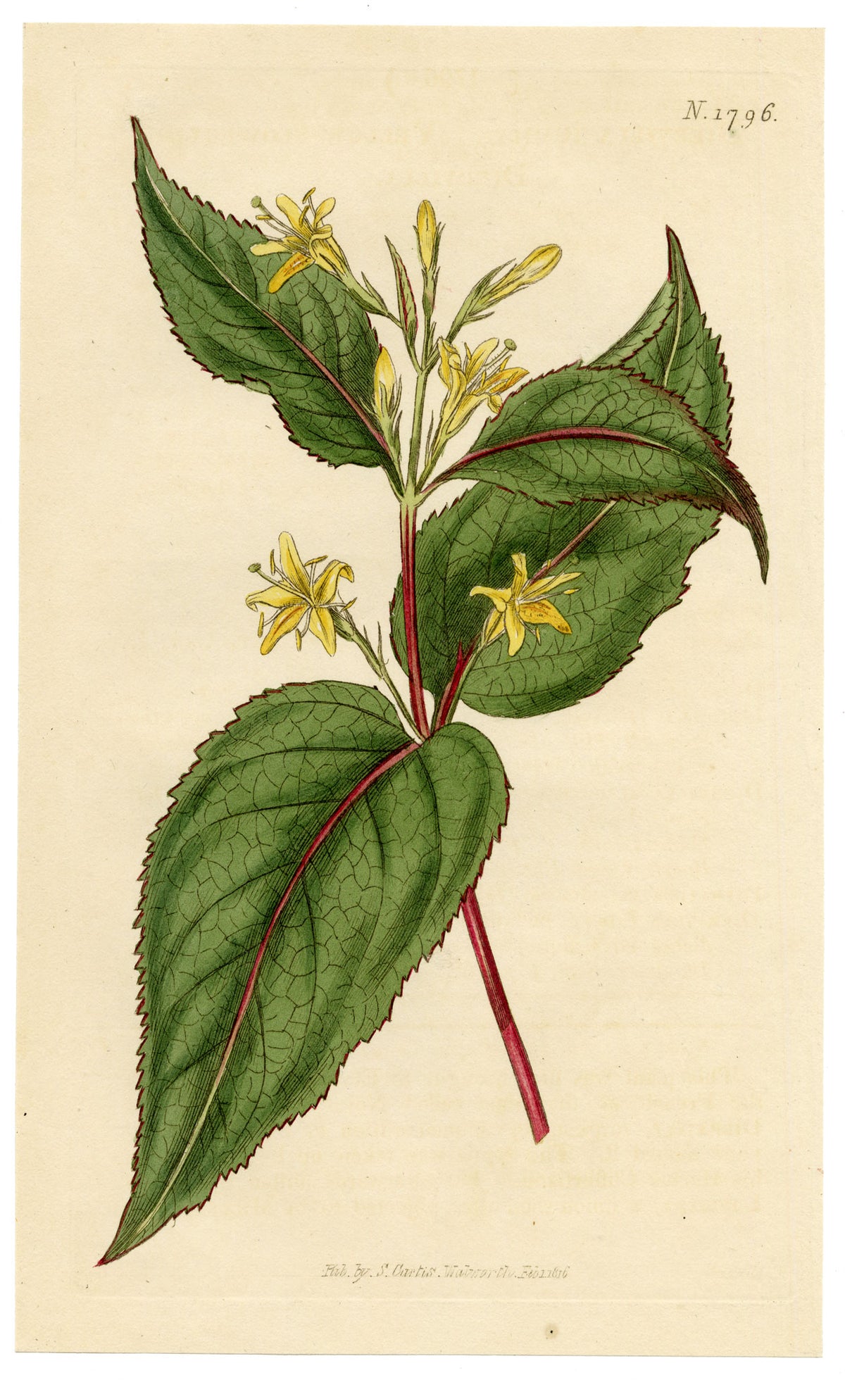 Curtis's Botanical Magazine, Yellow-flowered Diervilla (Diervilla humilis) – 1816 Hand-coloured engraving
