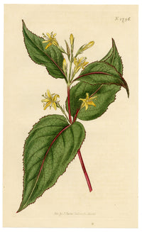 Curtis's Botanical Magazine, Yellow-flowered Diervilla (Diervilla humilis) – 1816 Hand-coloured engraving