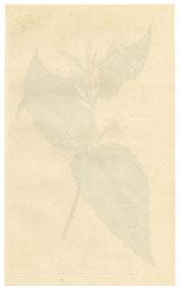 Curtis's Botanical Magazine, Yellow-flowered Diervilla (Diervilla humilis) – 1816 Hand-coloured engraving
