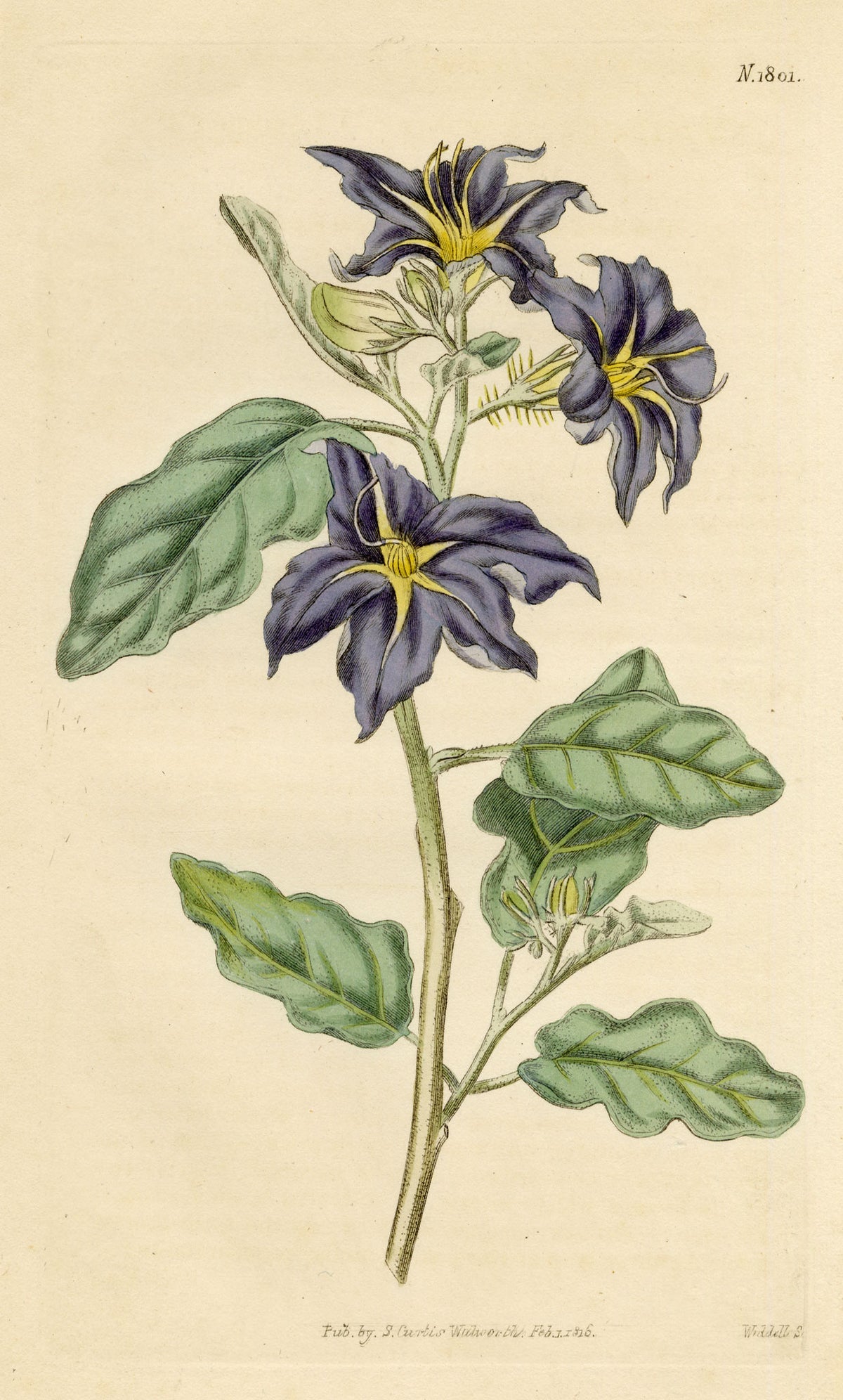 Curtis's Botanical Magazine, Lambert's Night-shade (Nycterium Amazonium) – 1816 Hand-coloured engraving