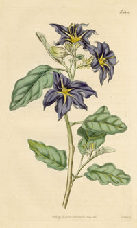 Curtis's Botanical Magazine, Lambert's Night-shade (Nycterium Amazonium) – 1816 Hand-coloured engraving