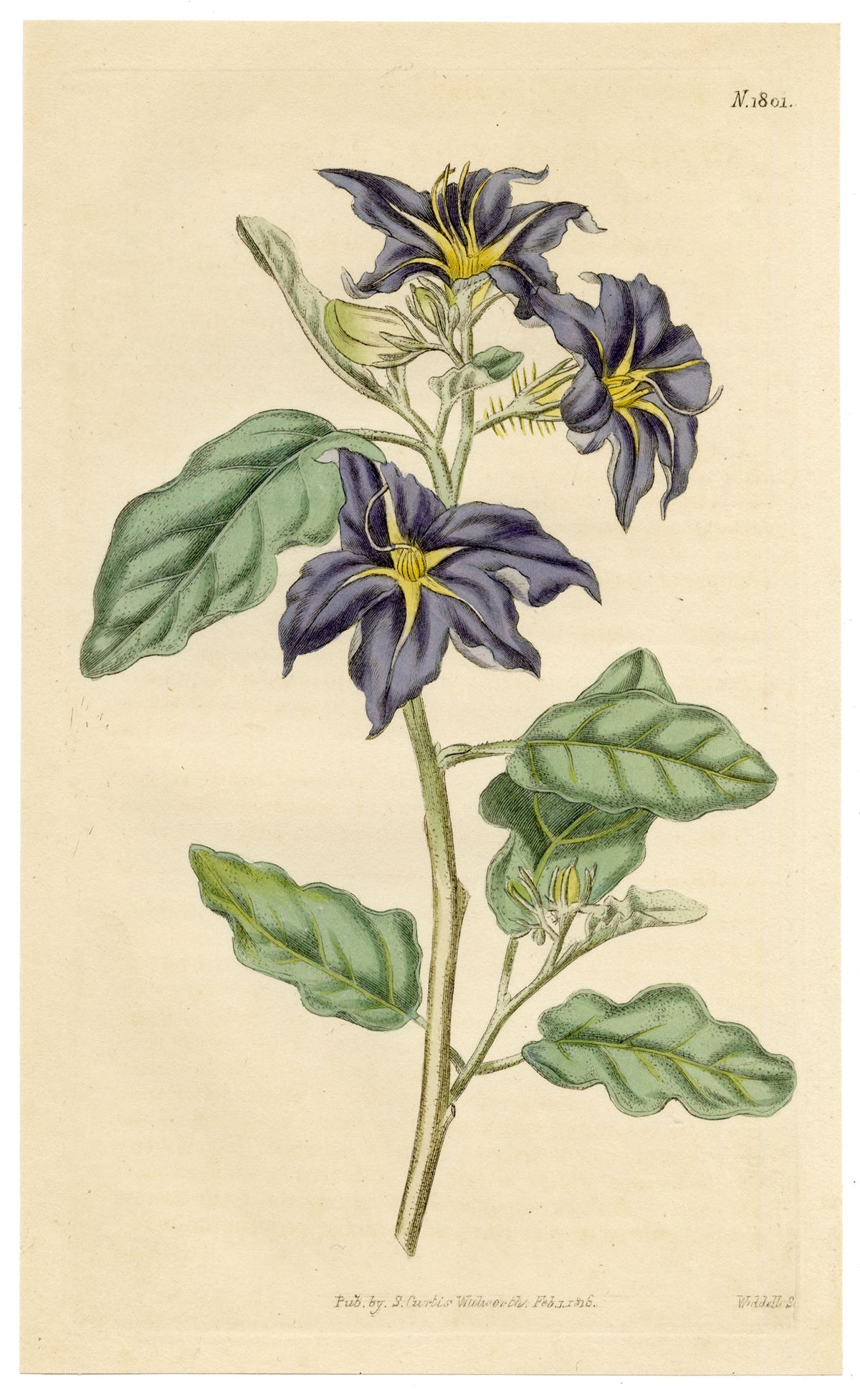 Curtis's Botanical Magazine, Lambert's Night-shade (Nycterium Amazonium) – 1816 Hand-coloured engraving