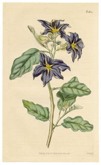 Curtis's Botanical Magazine, Lambert's Night-shade (Nycterium Amazonium) – 1816 Hand-coloured engraving