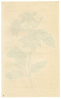 Curtis's Botanical Magazine, Lambert's Night-shade (Nycterium Amazonium) – 1816 Hand-coloured engraving