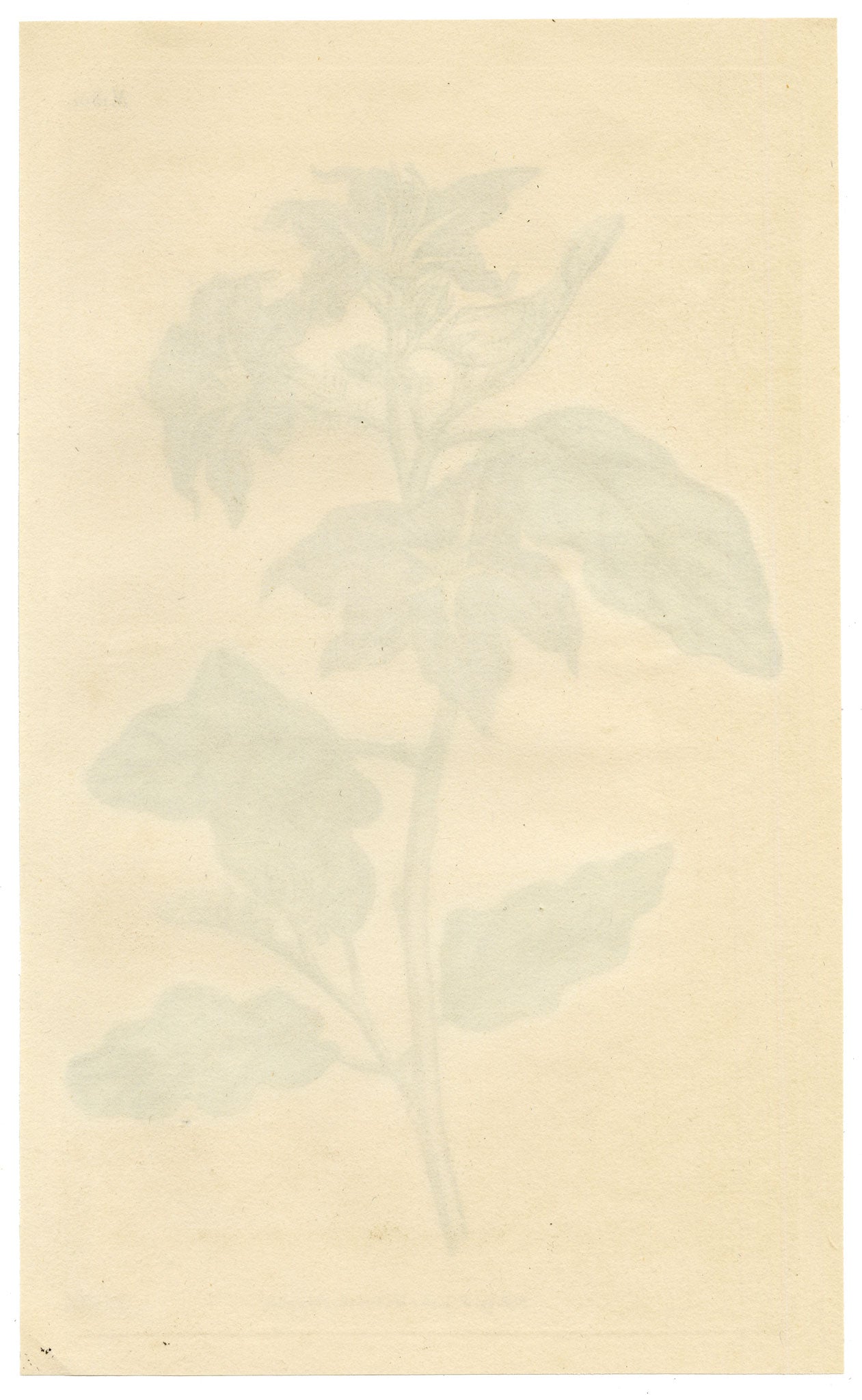Curtis's Botanical Magazine, Lambert's Night-shade (Nycterium Amazonium) – 1816 Hand-coloured engraving