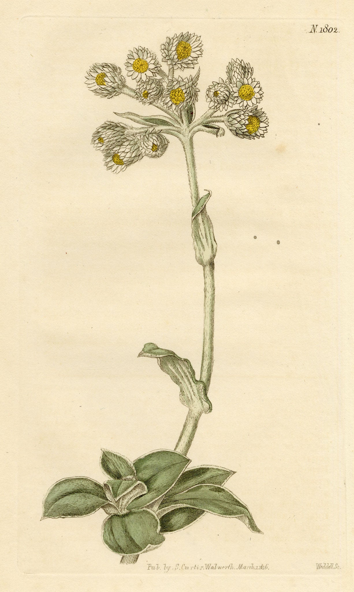 Curtis's Botanical Magazine, Shrubby Everlasting (Gnaphalium fruticans) – 1816 Hand-coloured engraving