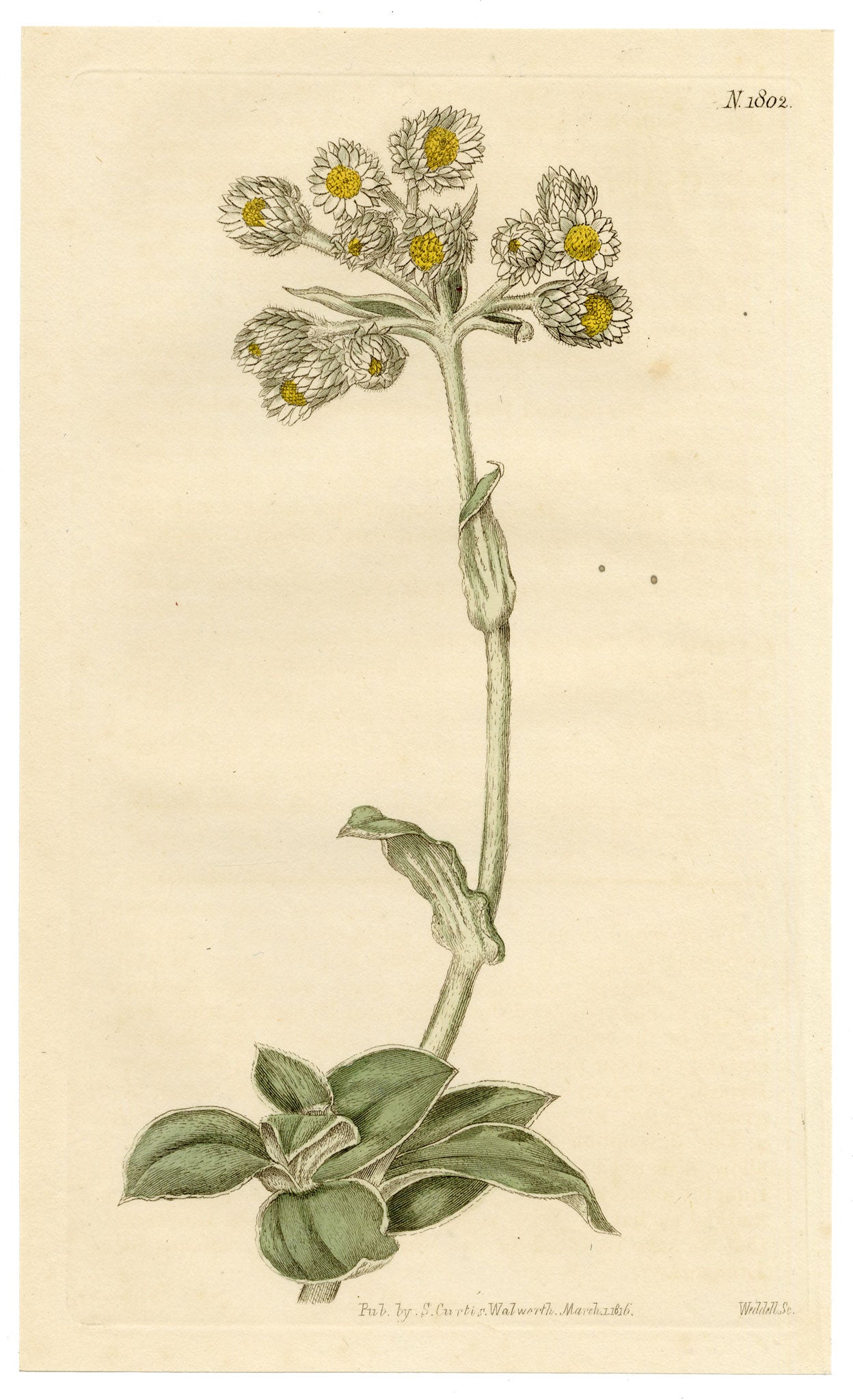 Curtis's Botanical Magazine, Shrubby Everlasting (Gnaphalium fruticans) – 1816 Hand-coloured engraving
