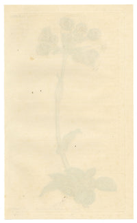 Curtis's Botanical Magazine, Shrubby Everlasting (Gnaphalium fruticans) – 1816 Hand-coloured engraving