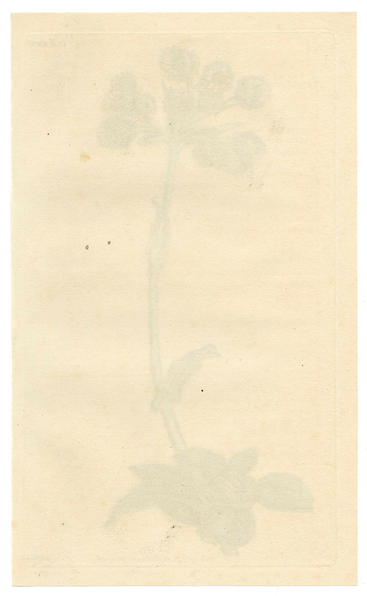 Curtis's Botanical Magazine, Shrubby Everlasting (Gnaphalium fruticans) – 1816 Hand-coloured engraving