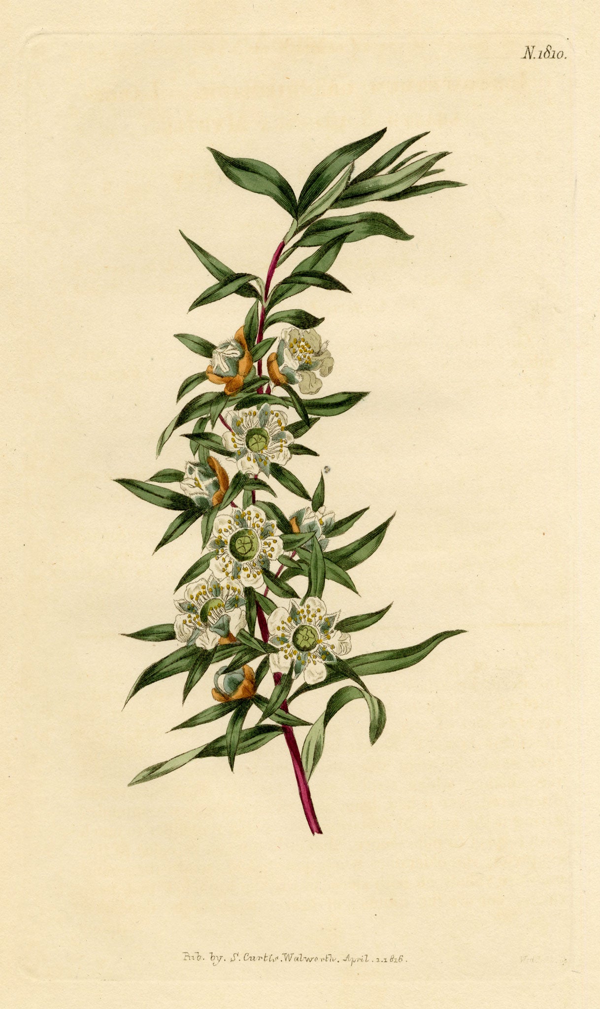 Curtis's Botanical Magazine, Large-leaved South-sea Myrtle (Leptospermum grandifolium) – 1816 Hand-coloured engraving