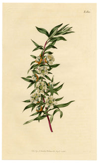 Curtis's Botanical Magazine, Large-leaved South-sea Myrtle (Leptospermum grandifolium) – 1816 Hand-coloured engraving