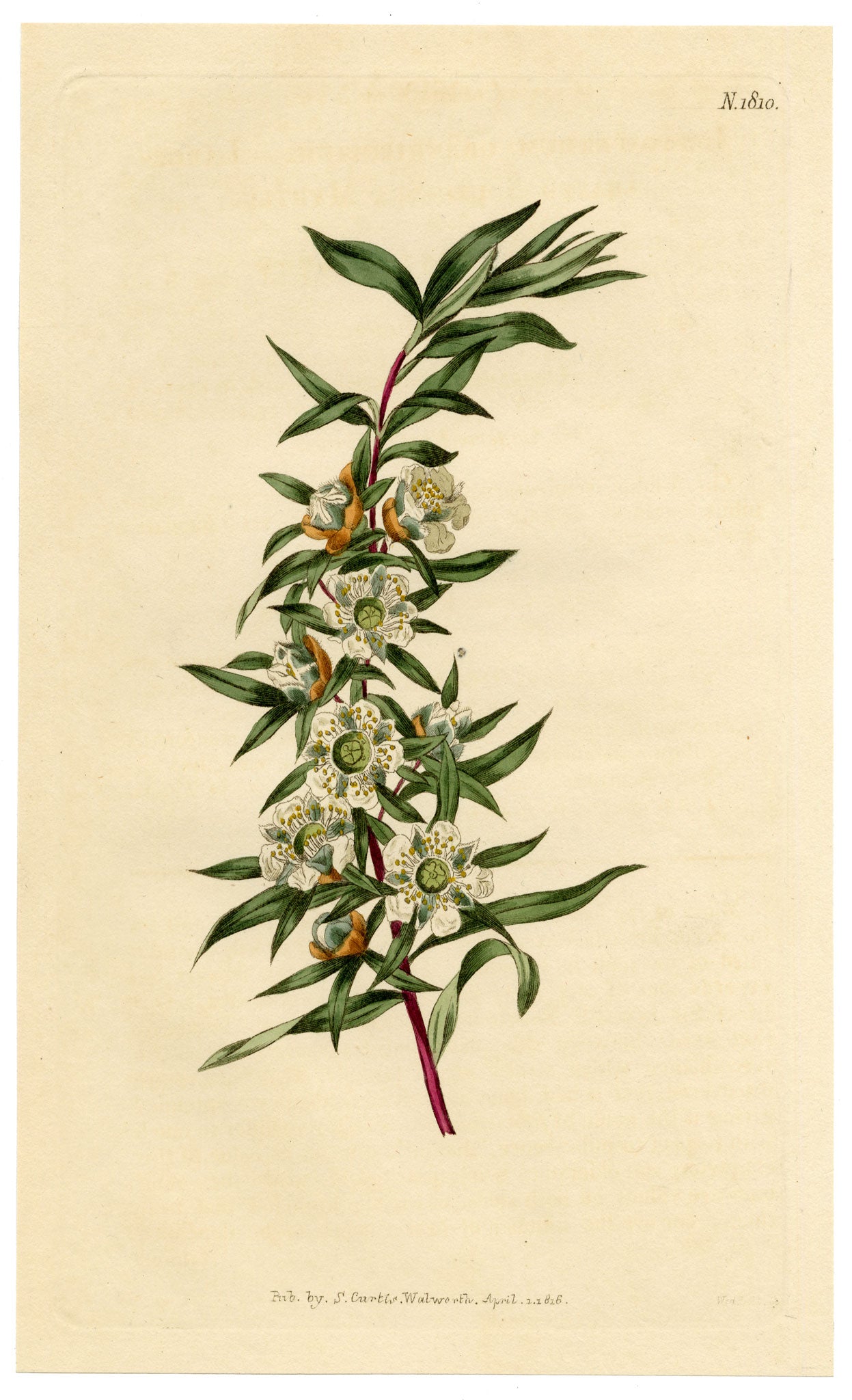 Curtis's Botanical Magazine, Large-leaved South-sea Myrtle (Leptospermum grandifolium) – 1816 Hand-coloured engraving