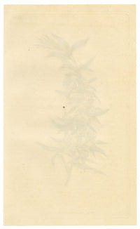 Curtis's Botanical Magazine, Large-leaved South-sea Myrtle (Leptospermum grandifolium) – 1816 Hand-coloured engraving