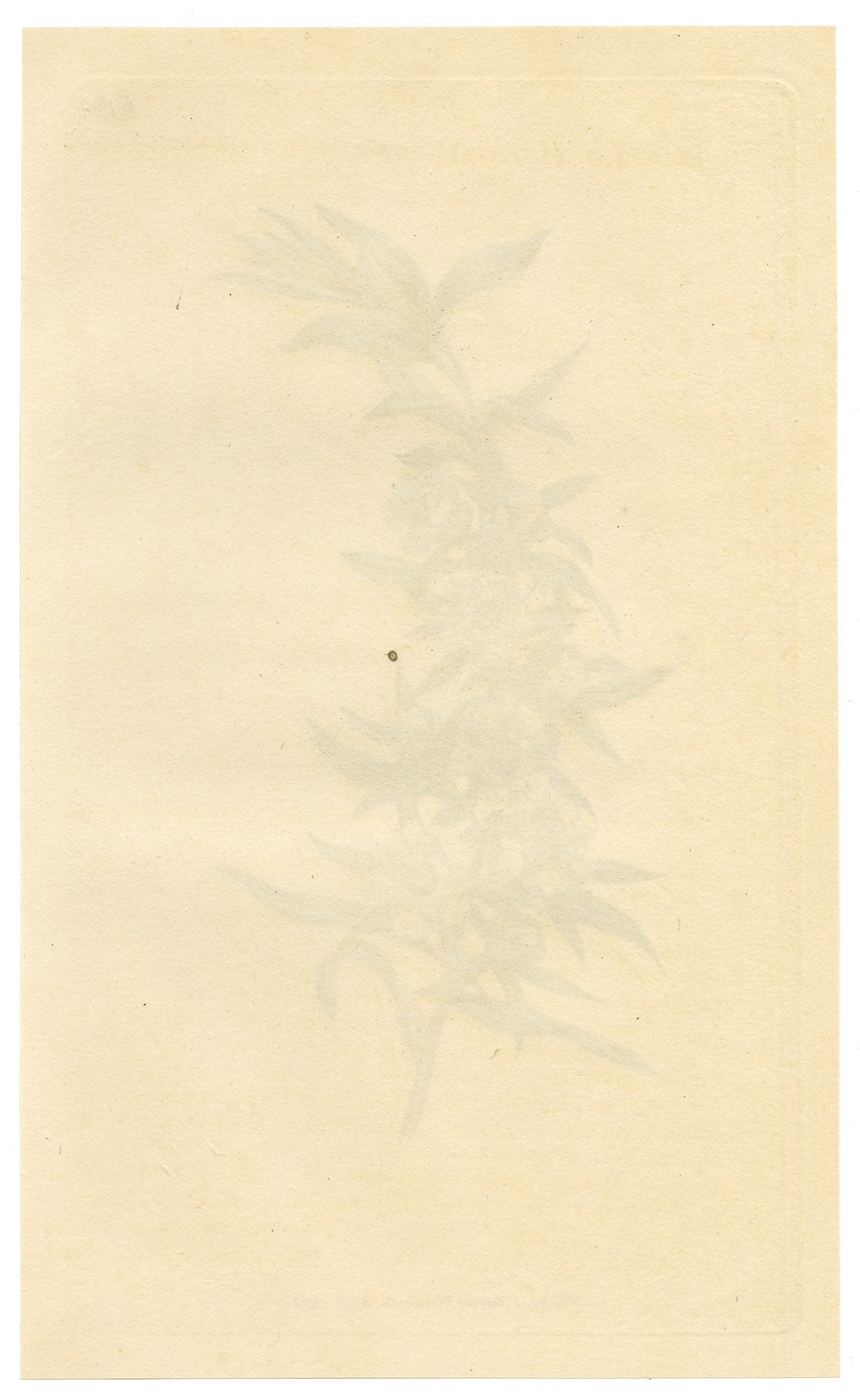 Curtis's Botanical Magazine, Large-leaved South-sea Myrtle (Leptospermum grandifolium) – 1816 Hand-coloured engraving