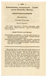 Curtis's Botanical Magazine, Large-leaved South-sea Myrtle (Leptospermum grandifolium) – 1816 Hand-coloured engraving