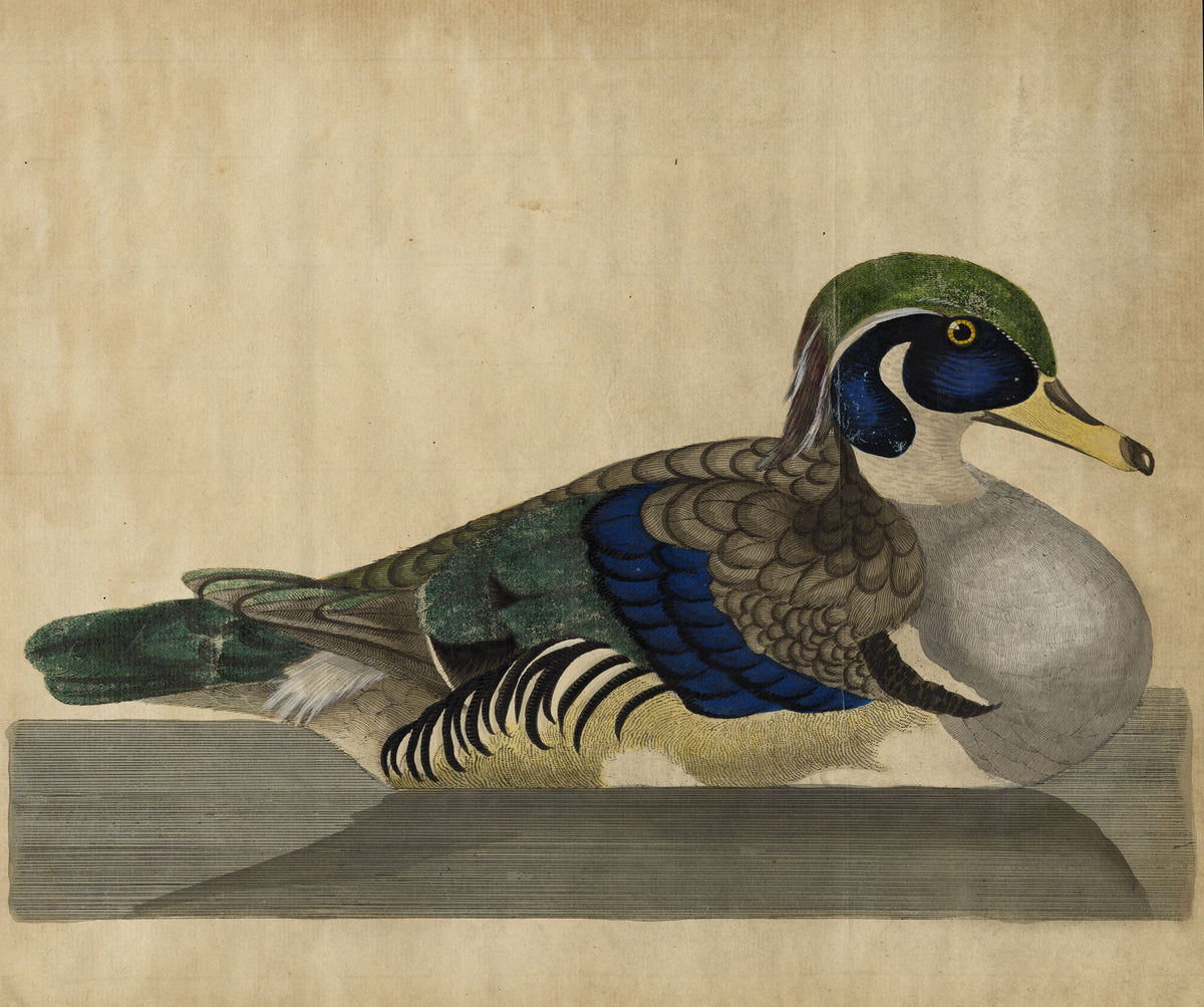 William Hayes, Carolina Wood Duck Drake Bird – c.1780 hand-coloured etching