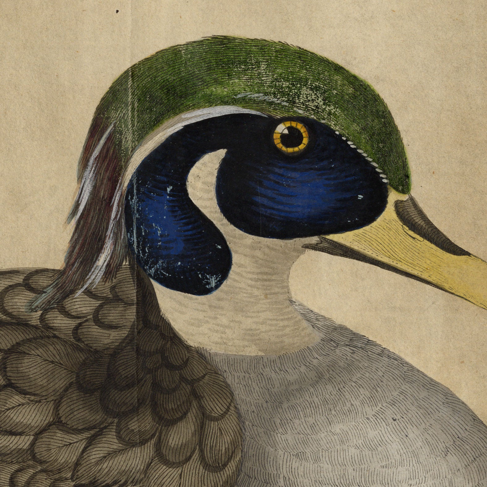 William Hayes, Carolina Wood Duck Drake Bird – c.1780 hand-coloured etching