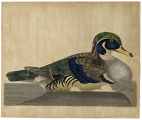 William Hayes, Carolina Wood Duck Drake Bird – c.1780 hand-coloured etching