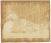 William Hayes, Carolina Wood Duck Drake Bird – c.1780 hand-coloured etching