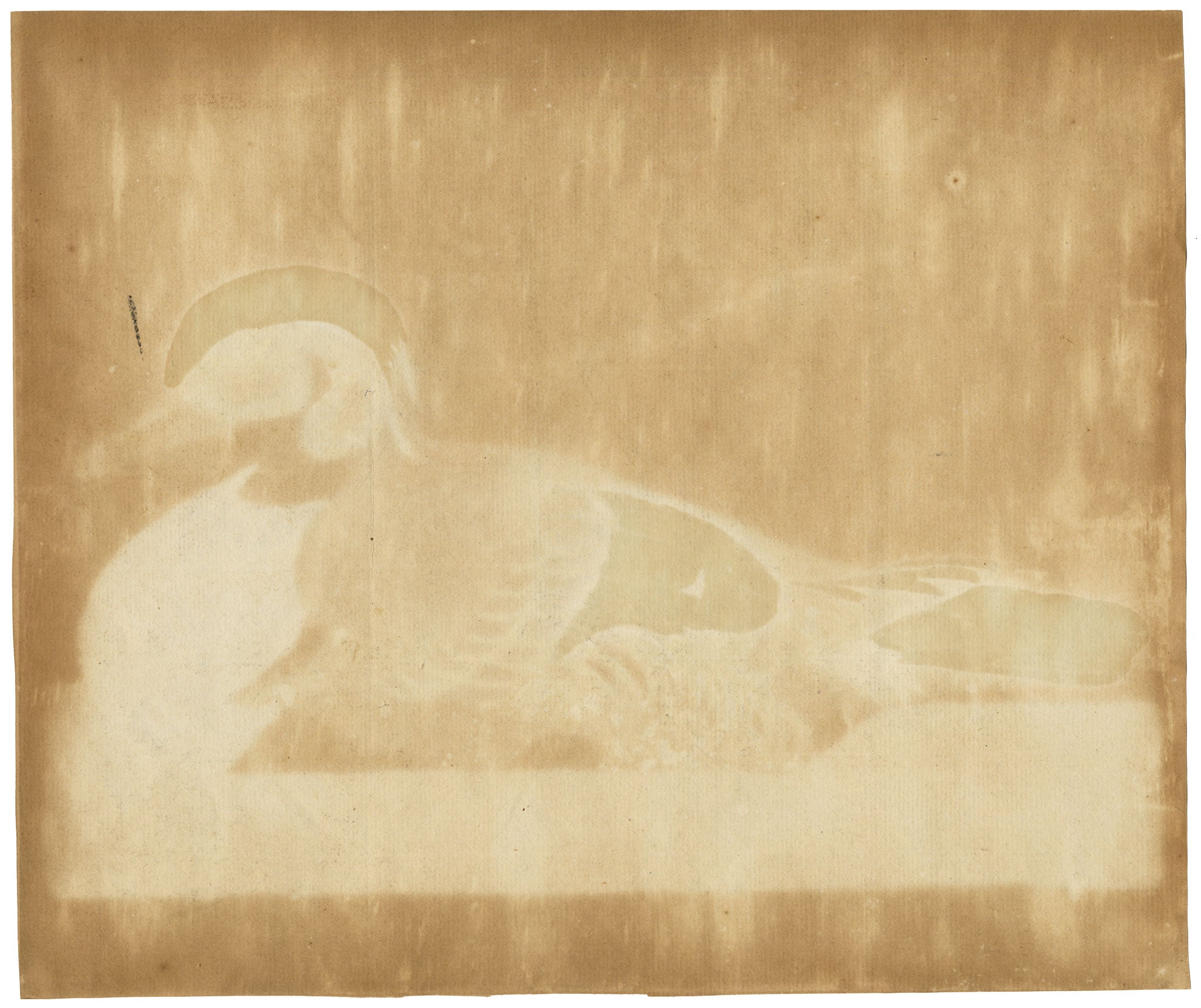 William Hayes, Carolina Wood Duck Drake Bird – c.1780 hand-coloured etching