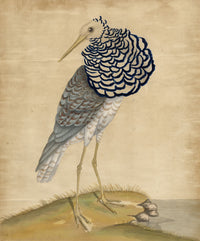 William Hayes, Ruff Bird – c.1779 hand-coloured etching