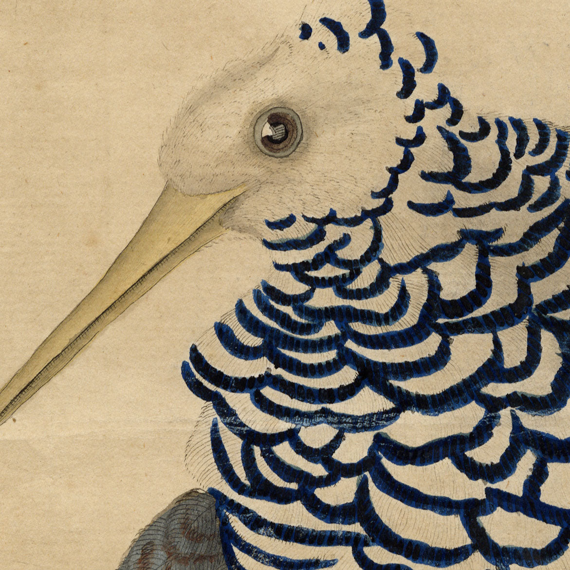 William Hayes, Ruff Bird – c.1779 hand-coloured etching