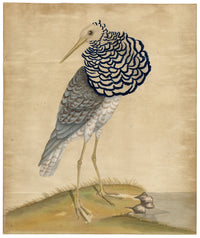William Hayes, Ruff Bird – c.1779 hand-coloured etching