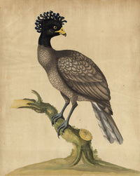 William Hayes, Female Yellow-knobbed Curassow Bird – c.1780s hand-coloured etching