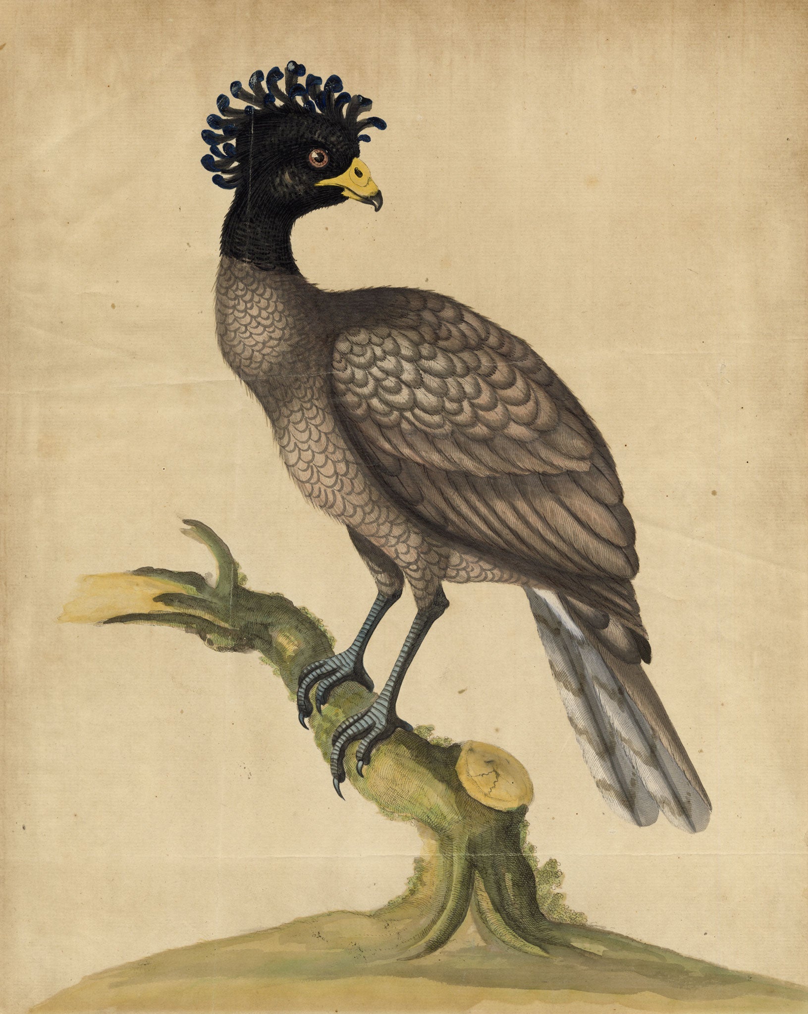 William Hayes, Female Yellow-knobbed Curassow Bird – c.1780s hand-coloured etching
