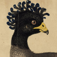William Hayes, Female Yellow-knobbed Curassow Bird – c.1780s hand-coloured etching