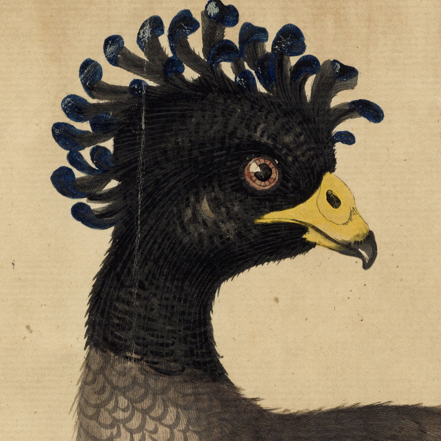 William Hayes, Female Yellow-knobbed Curassow Bird – c.1780s hand-coloured etching