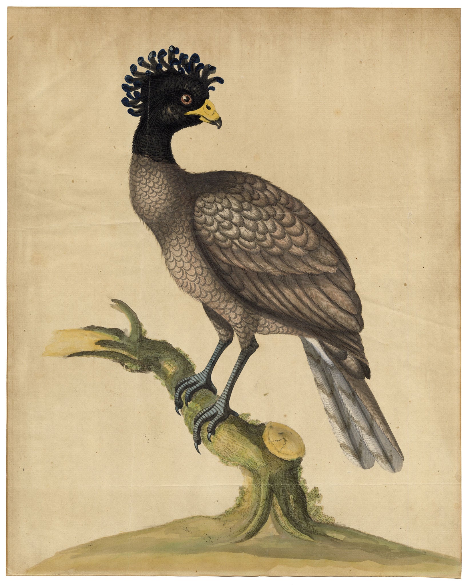 William Hayes, Female Yellow-knobbed Curassow Bird – c.1780s hand-coloured etching