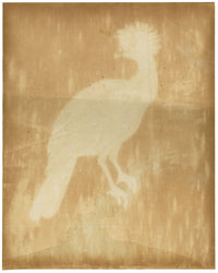 William Hayes, Female Yellow-knobbed Curassow Bird – c.1780s hand-coloured etching