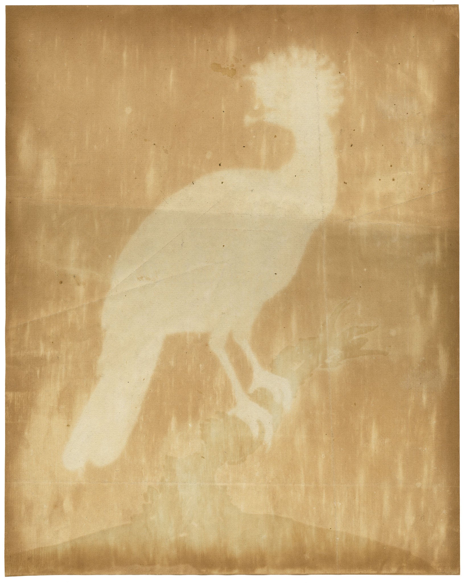 William Hayes, Female Yellow-knobbed Curassow Bird – c.1780s hand-coloured etching