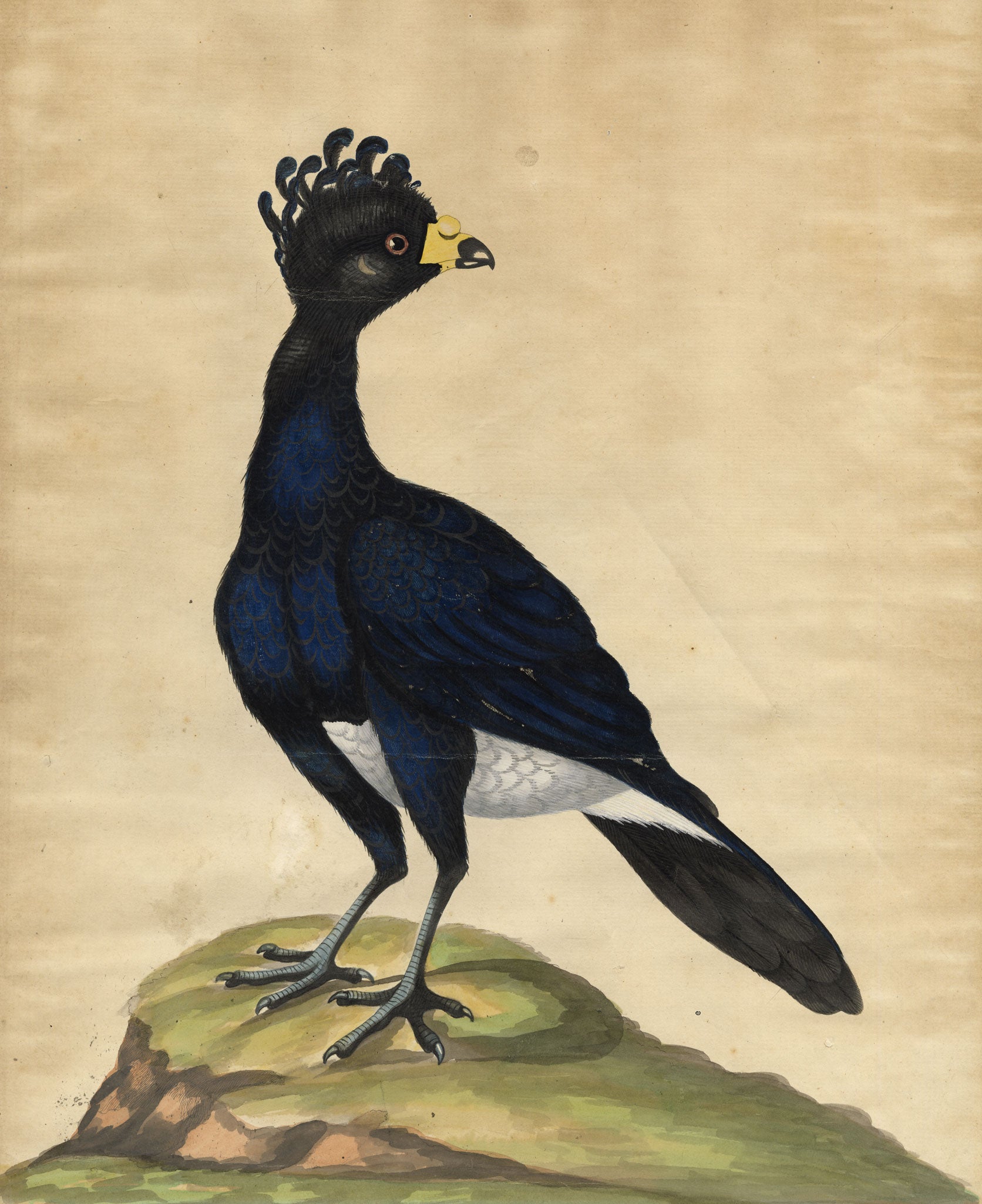 William Hayes, Male Yellow-knobbed Curassow Bird – c.1780s hand-coloured etching