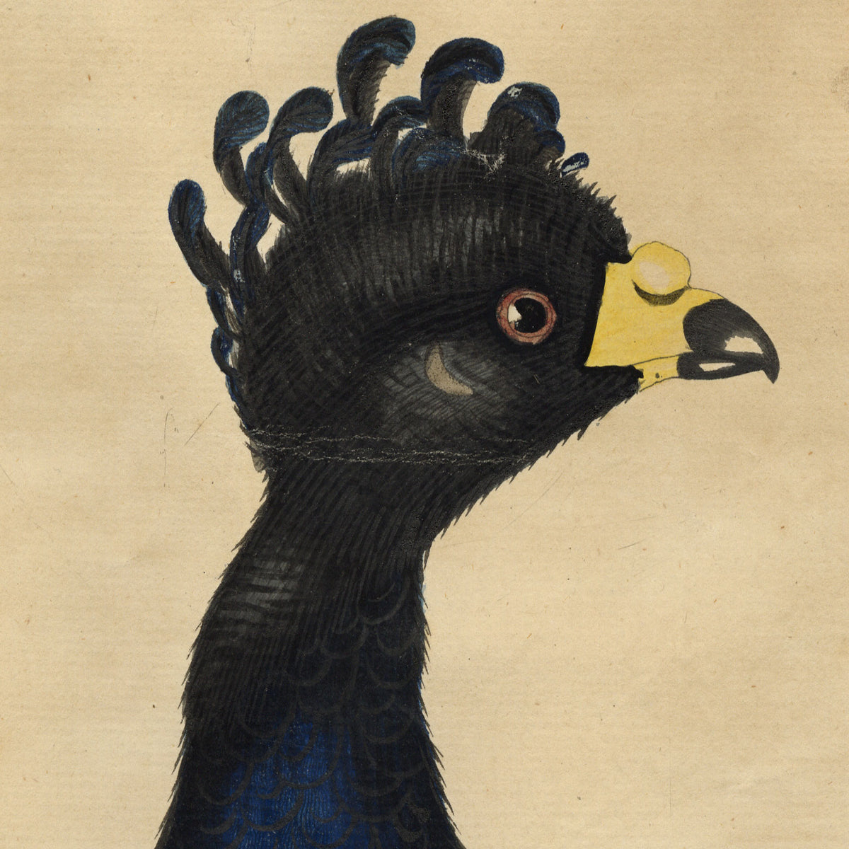 William Hayes, Male Yellow-knobbed Curassow Bird – c.1780s hand-coloured etching