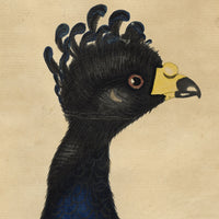 William Hayes, Male Yellow-knobbed Curassow Bird – c.1780s hand-coloured etching
